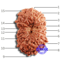 Load image into Gallery viewer, 15 Mukhi Indonesian Rudraksha - Bead No. 246
