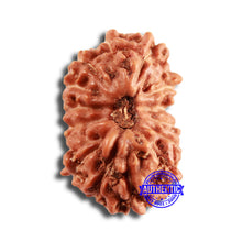 Load image into Gallery viewer, 15 Mukhi Indonesian Rudraksha - Bead No. 246