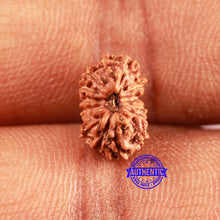 Load image into Gallery viewer, 15 Mukhi Indonesian Rudraksha - Bead No. 246