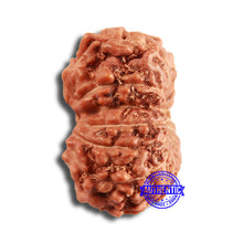 Load image into Gallery viewer, 15 Mukhi Indonesian Rudraksha - Bead No. 246