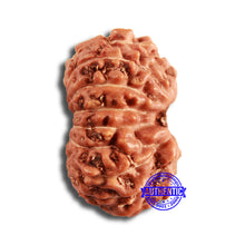 Load image into Gallery viewer, 15 Mukhi Indonesian Rudraksha - Bead No. 246