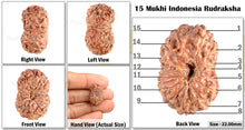 Load image into Gallery viewer, 15 Mukhi Indonesian Rudraksha - Bead No. 110