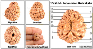 15 Mukhi Indonesian Rudraksha - Bead No. 118