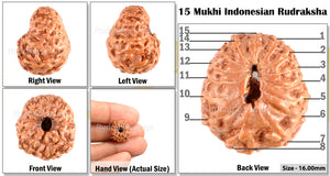 15 Mukhi Indonesian Rudraksha - Bead No. 119