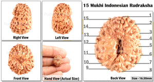 15 Mukhi Indonesian Rudraksha - Bead No. 122