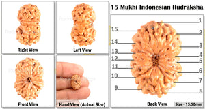 15 Mukhi Indonesian Rudraksha - Bead No. 127