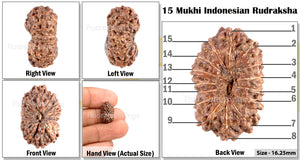 15 Mukhi Indonesian Rudraksha - Bead No. 129