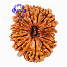 Load image into Gallery viewer, 15 Mukhi Ganesha Rudraksha from Nepal - Bead No. 23