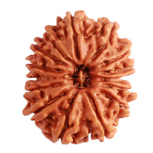 Load image into Gallery viewer, 15 Mukhi Rudraksha from Nepal - Bead No. 61