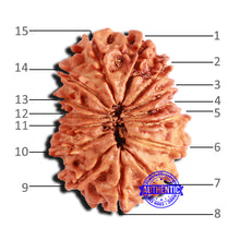Load image into Gallery viewer, 15 Mukhi Rudraksha from Nepal - Bead No. 54