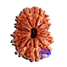 Load image into Gallery viewer, 15 Mukhi Rudraksha from Nepal - Bead No. 54