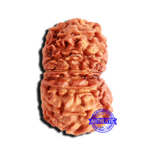 Load image into Gallery viewer, 15 Mukhi Rudraksha from Nepal - Bead No. 54