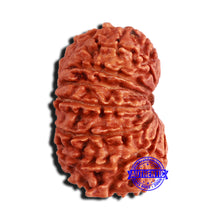 Load image into Gallery viewer, 15 Mukhi Rudraksha from Nepal - Bead No. 57