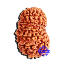 Load image into Gallery viewer, 15 Mukhi Rudraksha from Nepal - Bead No. 58