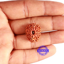 Load image into Gallery viewer, 15 Mukhi Rudraksha from Nepal - Bead No. 59