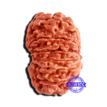 Load image into Gallery viewer, 15 Mukhi Rudraksha from Nepal - Bead No. 59