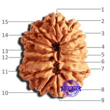 Load image into Gallery viewer, 15 Mukhi Rudraksha from Nepal - Bead No. 67