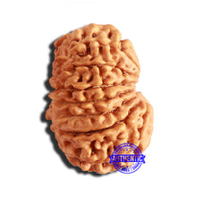 Load image into Gallery viewer, 15 Mukhi Rudraksha from Nepal - Bead No. 67