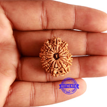 Load image into Gallery viewer, 15 Mukhi Rudraksha from Nepal - Bead No. 69