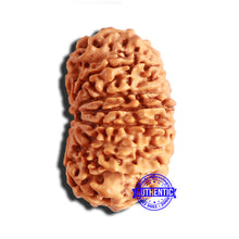 Load image into Gallery viewer, 15 Mukhi Rudraksha from Nepal - Bead No. 69