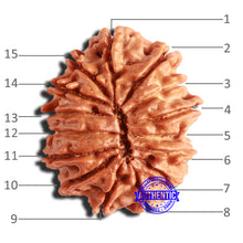 Load image into Gallery viewer, 15 Mukhi Rudraksha from Nepal - Bead No. 74