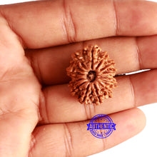 Load image into Gallery viewer, 15 Mukhi Rudraksha from Nepal - Bead No. 74