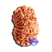 Load image into Gallery viewer, 15 Mukhi Rudraksha from Nepal - Bead No. 74