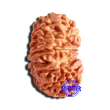 Load image into Gallery viewer, 15 Mukhi Rudraksha from Nepal - Bead No. 74
