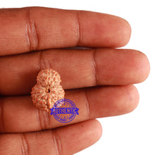 Load image into Gallery viewer, 16 Mukhi Rudraksha from Indonesia - Bead No. 211