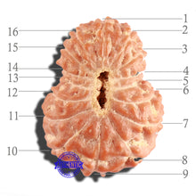 Load image into Gallery viewer, 16 Mukhi Rudraksha from Indonesia - Bead No. 211