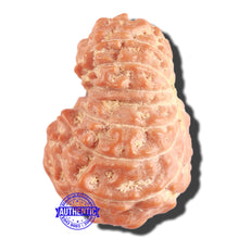Load image into Gallery viewer, 16 Mukhi Rudraksha from Indonesia - Bead No. 211