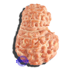 Load image into Gallery viewer, 16 Mukhi Rudraksha from Indonesia - Bead No. 211