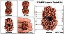 Load image into Gallery viewer, 16 Mukhi Rudraksha from Nepal - Bead No. 45