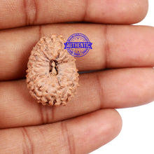 Load image into Gallery viewer, 16 Mukhi Rudraksha from Indonesia - Bead No. 77