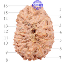 Load image into Gallery viewer, 16 Mukhi Rudraksha from Indonesia - Bead No. 77