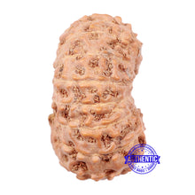 Load image into Gallery viewer, 16 Mukhi Rudraksha from Indonesia - Bead No. 77
