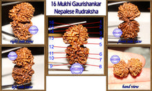 Load image into Gallery viewer, 16 Mukhi Gaurishankar Rudraksha from Nepal