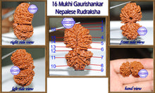 Load image into Gallery viewer, 16 Mukhi Gaurishankar Rudraksha from Nepal