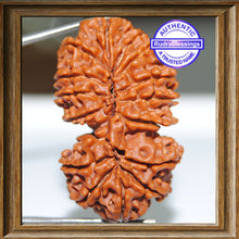Load image into Gallery viewer, 16 Mukhi Gaurishankar Rudraksha from Nepal