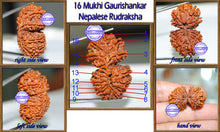 Load image into Gallery viewer, 16 Mukhi Gaurishankar Rudraksha from Nepal