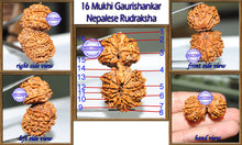 Load image into Gallery viewer, 16 Mukhi Gaurishankar Rudraksha from Nepal