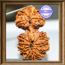 Load image into Gallery viewer, 16 Mukhi Gaurishankar Rudraksha from Nepal