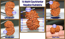 Load image into Gallery viewer, 16 Mukhi Gaurishankar Rudraksha from Nepal