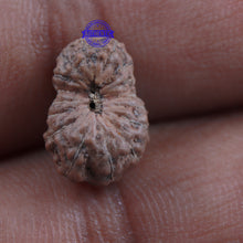 Load image into Gallery viewer, 16 Mukhi Rudraksha from Indonesia - Bead No. 1