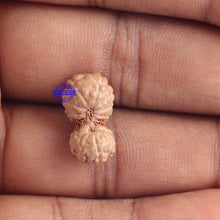 Load image into Gallery viewer, 16 Mukhi Gaurishankar Rudraksha from Indonesia - Bead No. 182