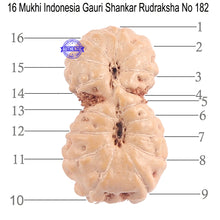 Load image into Gallery viewer, 16 Mukhi Gaurishankar Rudraksha from Indonesia - Bead No. 182