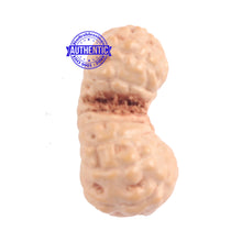 Load image into Gallery viewer, 16 Mukhi Gaurishankar Rudraksha from Indonesia - Bead No. 182