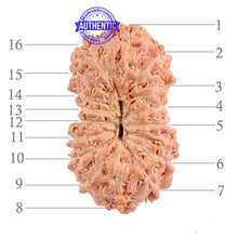 Load image into Gallery viewer, 16 Mukhi Rudraksha from Indonesia - Bead No. 163
