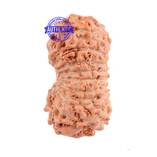 Load image into Gallery viewer, 16 Mukhi Rudraksha from Indonesia - Bead No. 163