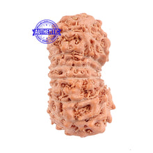 Load image into Gallery viewer, 16 Mukhi Rudraksha from Indonesia - Bead No. 163